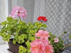 Przycinam pelargonie zasadą 3-5-7. Zagęszcza się i cudownie kwitnie