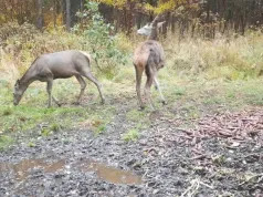 Fotopułapka uchwyciła młode jelenie w Jaworznie. Co robią w lesie, gdy nikt nie patrzy?