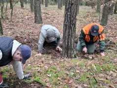Leśnicy z Łukowa przeszukują ściółkę pod sosnami. Szukają zagrożenia dla lasów