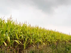 Przyjechali na hulajnogach na pole kukurydzy. Straty na 3 tys. zł