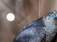 Krogulec zderzył się z szybą. Pomogli mu strażnicy miejscy