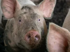 Prawie 700 tys. zł na promocję polskiej wieprzowiny. Rolnicy pytają, na co idą pieniądze