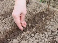 Listopadowy siew warzyw. Zbiory będą 3 tygodnie wcześniej niż zwykle