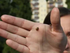 Jak wyglądają biedronki azjatyckie? Prawdziwa plaga w październiku i na początku listopada