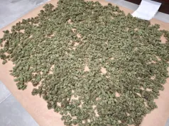 Blisko 3 kg marihuany w trakcie suszenia i dwie sztuki broni. Kontrterroryści zatrzymali 41-latka