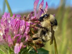 Trzmiel rudoszary (Bombus sylvarum)
