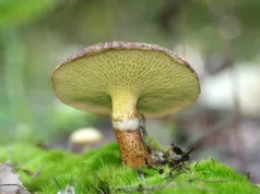Maślak dęty
