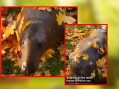 Polska foka skradła serca internautów. Dawid, ty zbóju!