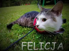 Jak pomóc kotom? Historia naszej Felicji