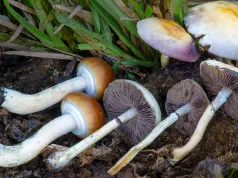 Psylocybina w depresji: szwedzka próba z aktywnym placebo