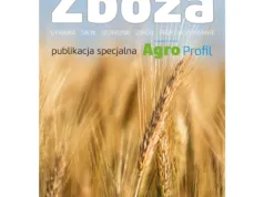 Ceny zbóż Matif i CBOT: Ceny kukurydzy i ceny pszenicy stabilizują się na wielomiesięcznych minimach