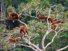 Kuaii Amazonas niezwykły kompleks ukryty w peruwiańskiej dżungli.