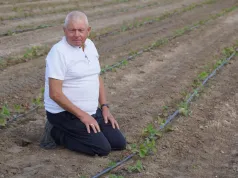 Kiedyś truskawki były niemal w każdym domu. Dziś plantacje w Bielinach maleją