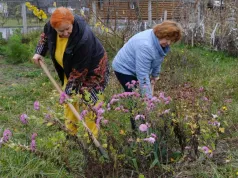 Wykop i przesadź przed mrozem. Piwonie i róże pięknie się rozrosną