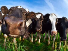 Jak wydłużyć życie krów i poprawić opłacalność produkcji mleka? Dzień Hodowcy w Krasnem