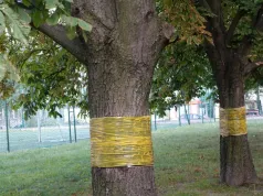 Zrób to na pniach drzew jeszcze w październiku. Wiosną unikniesz problemów
