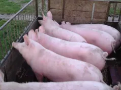 Ceny tuczników w Polsce od 3,80 zł/kg. W Niemczech kolejna obniżka