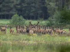 Rykowisko i bekowisko na Pomorzu. Leśnicy ostrzegają