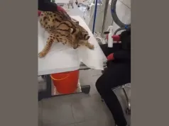 Serwale wróciły do ZOO Łączna. Pięć zwierząt pod obserwacją weterynarzy, trwa oczekiwanie na wyniki badań