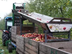 Jabłko przemysłowe dzieli sadowników. Dla jednych to odpad, dla innych pieniądze potrzebne do utrzymania gospodarstwa