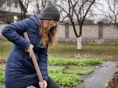 Pachną mocniej niż piwonie. Wykop bulwy przed zimą, by ich nie stracić