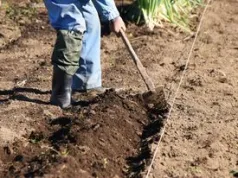 Dolomit rozsypuję na grządkach jesienią. Wiosną gleba odżywa